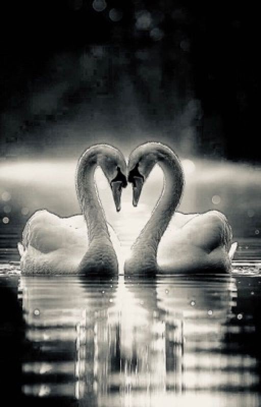 Swan Lake (An Enhypen Fanfic)
