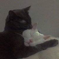 scft-simp