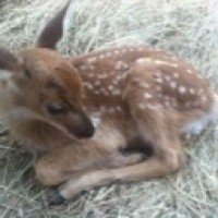 autumn-fawn