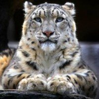 queen-friend-lynx