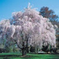 th3walkingwillowtree