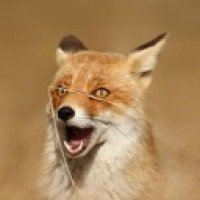 thatstrangefox