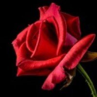 roserosalynn