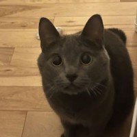 catsarecool1457