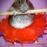 manly-rat-man