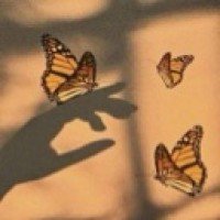 wingless-butterflies