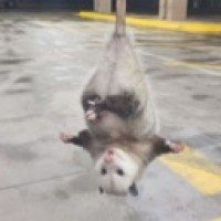 that-bl3u-possum