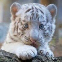 tyrone-tigers