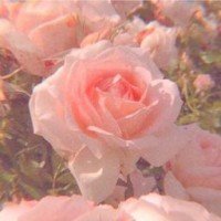 rosysthetic